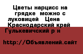 Цветы нарцисс на грядке ,можно с луковицей › Цена ­ 5 - Краснодарский край, Гулькевичский р-н  »    